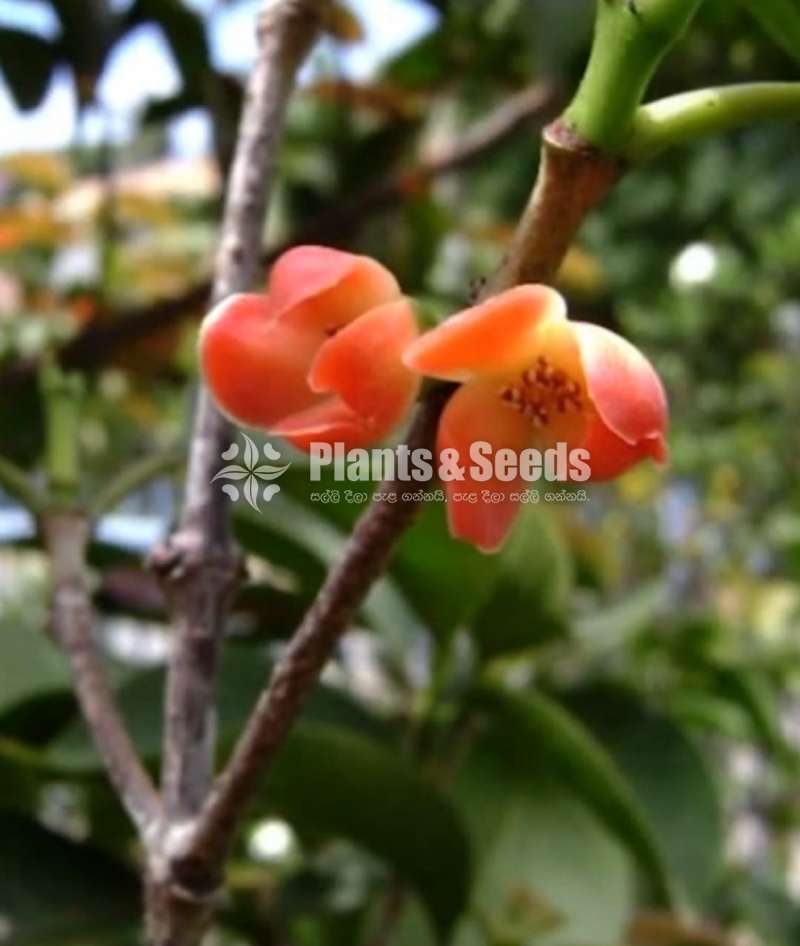 Garcinia(වීරපාන ගොරකා)