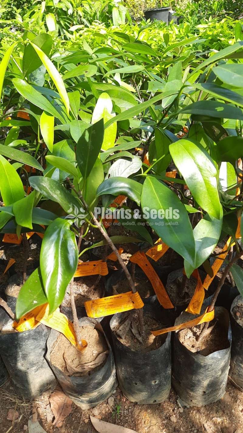Garcinia(වීරපාන ගොරකා)