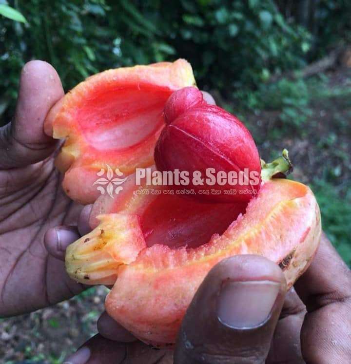 Garcinia(වීරපාන ගොරකා)