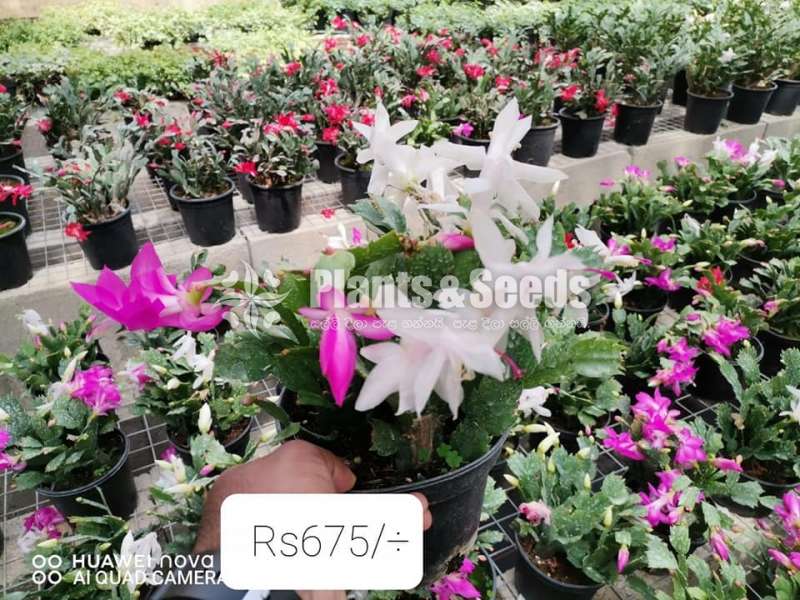 Chirismas cactus plants