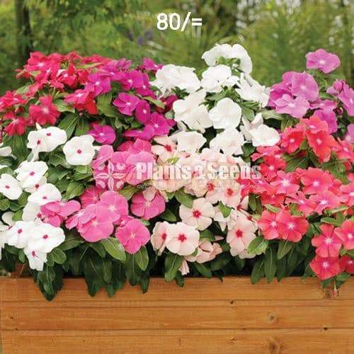 Vinka Plants 