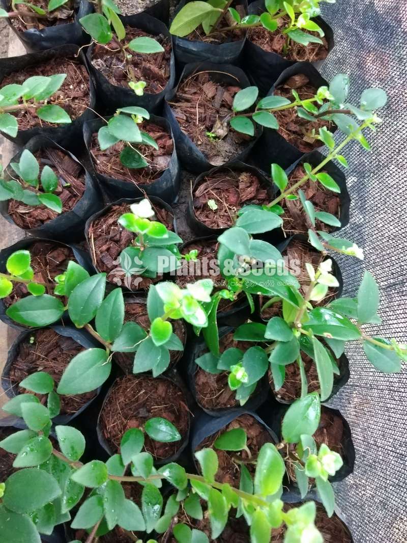 Lipstick Plants