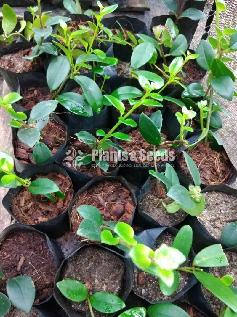 Lipstick Plants