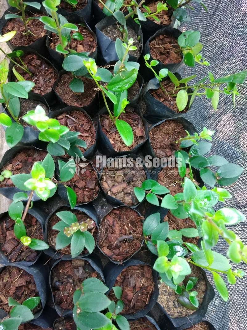 Lipstick Plants