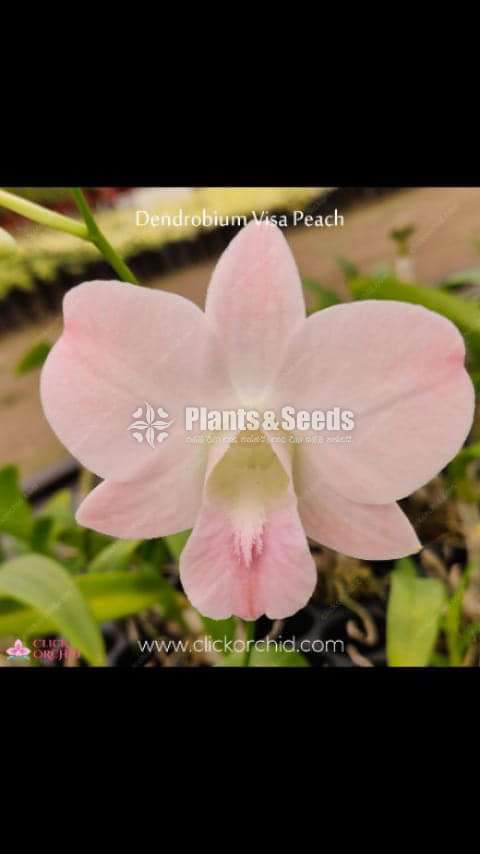 ORCHIDS (Thailand)
