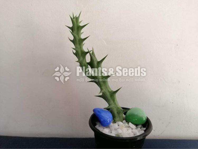 Cactus Collection