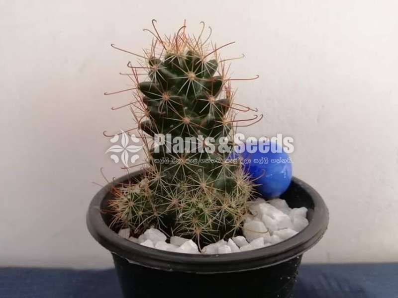 Cactus Collection