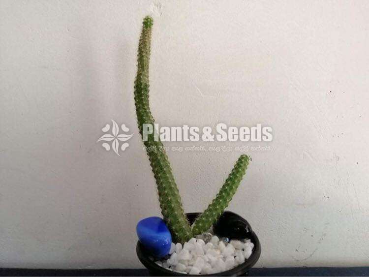 Cactus Collection