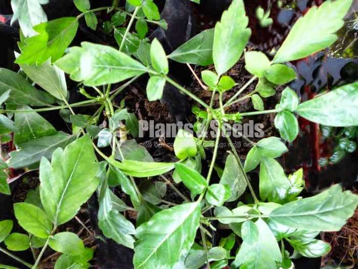 Munronia pinnata (බිං කොහොඹ)