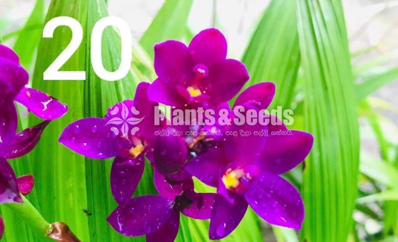 Ground Orchids