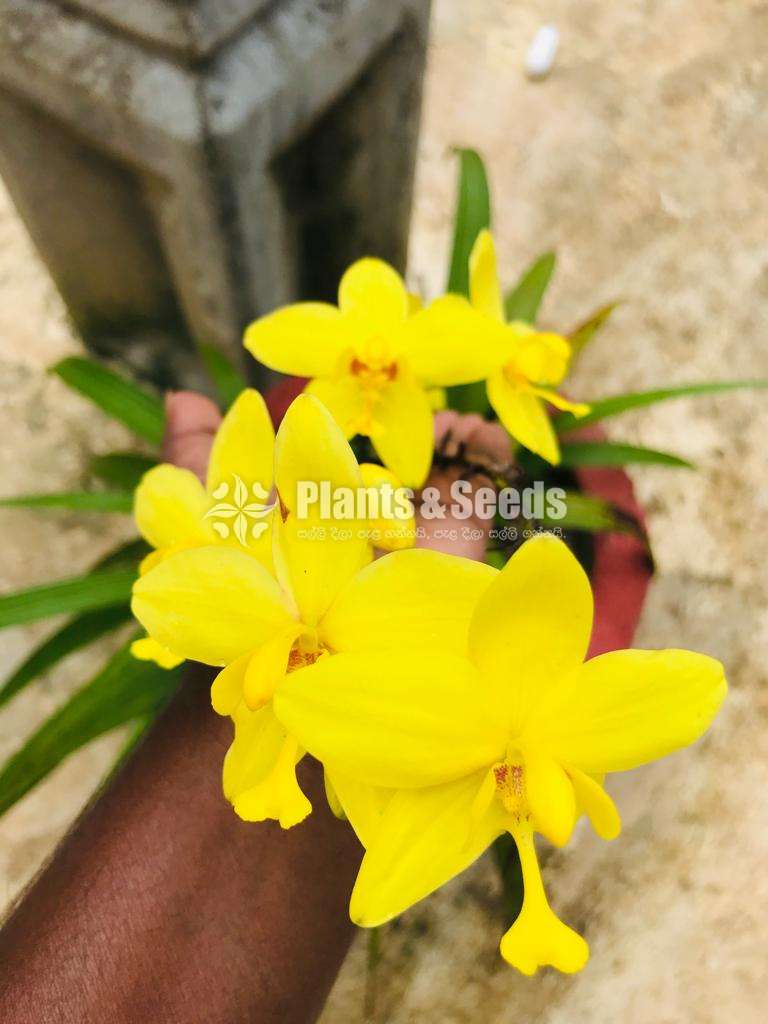 Ground Orchids