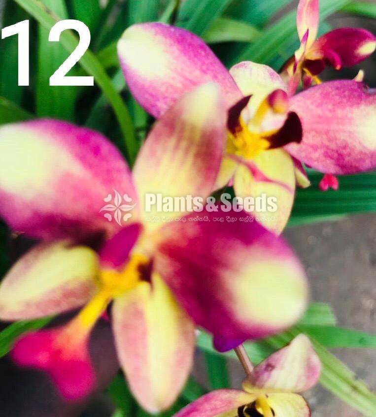 Ground Orchids