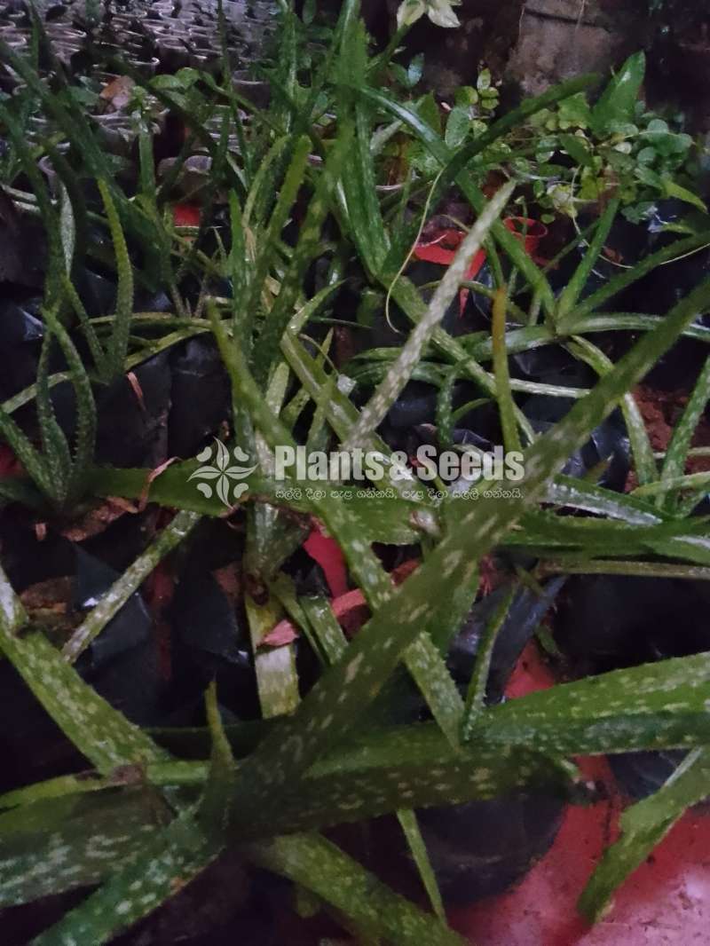 බෙහෙත් කෝමාරිකා (Komarika)