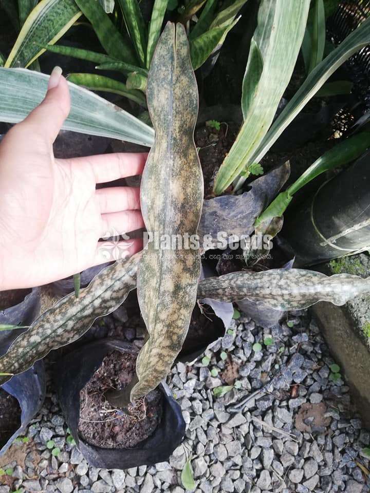 Sansevieria types for sale 
