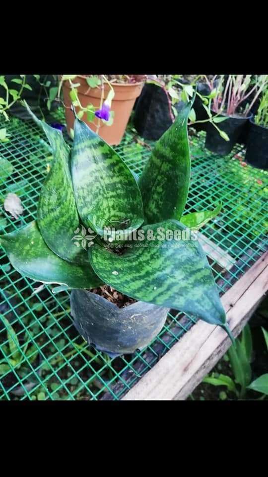 Sansevieria types for sale 