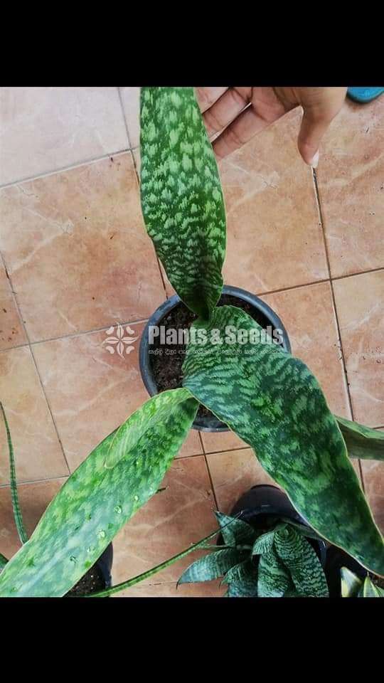 Sansevieria types for sale 