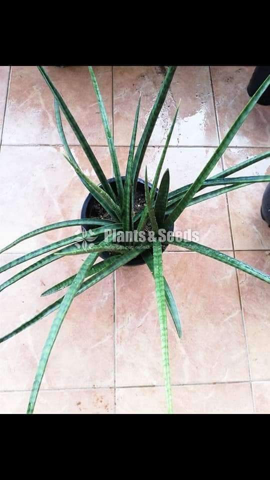 Sansevieria types for sale 