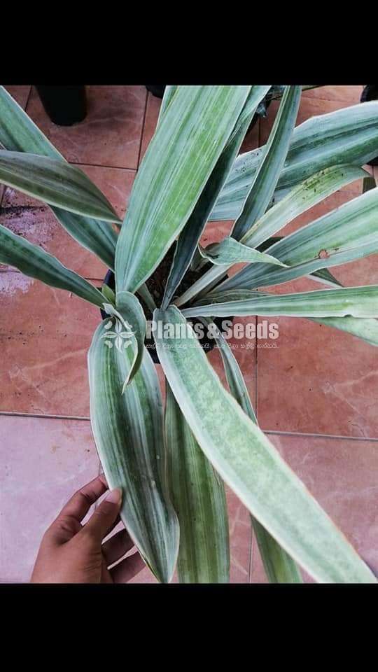 Sansevieria types for sale 