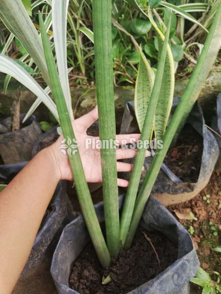 Sansevieria types for sale