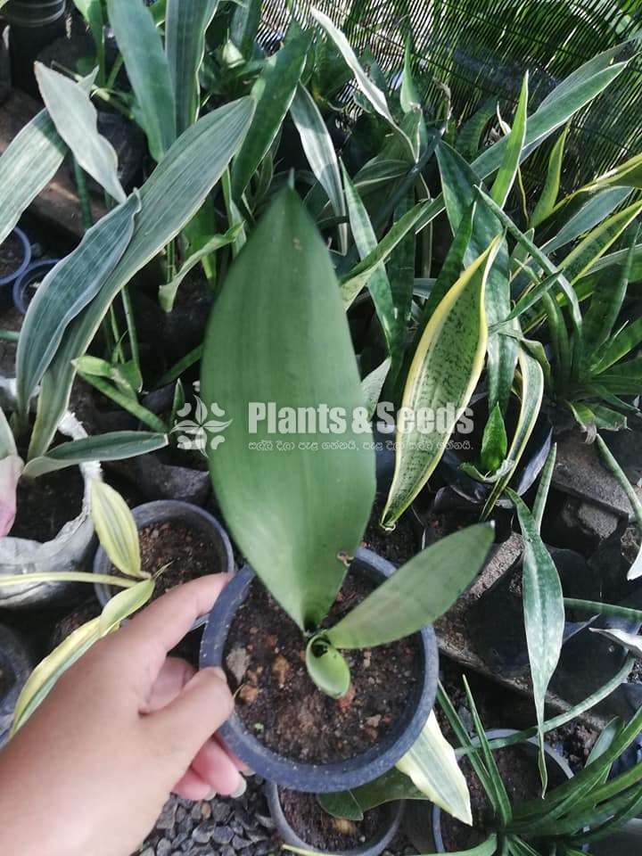 Sansevieria types for sale