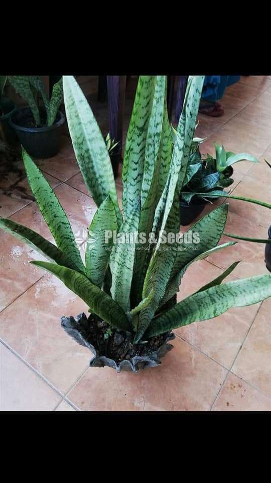 Sansevieria types for sale