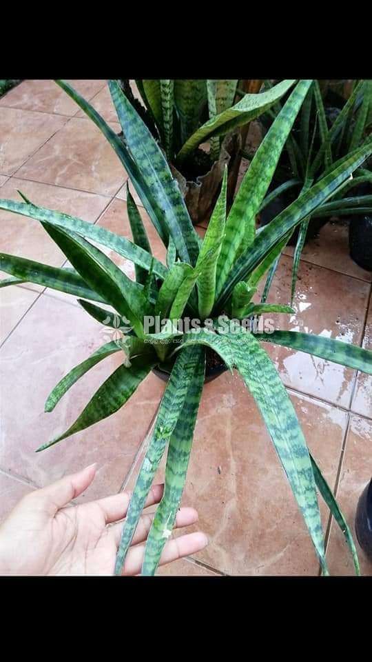 Sansevieria types for sale