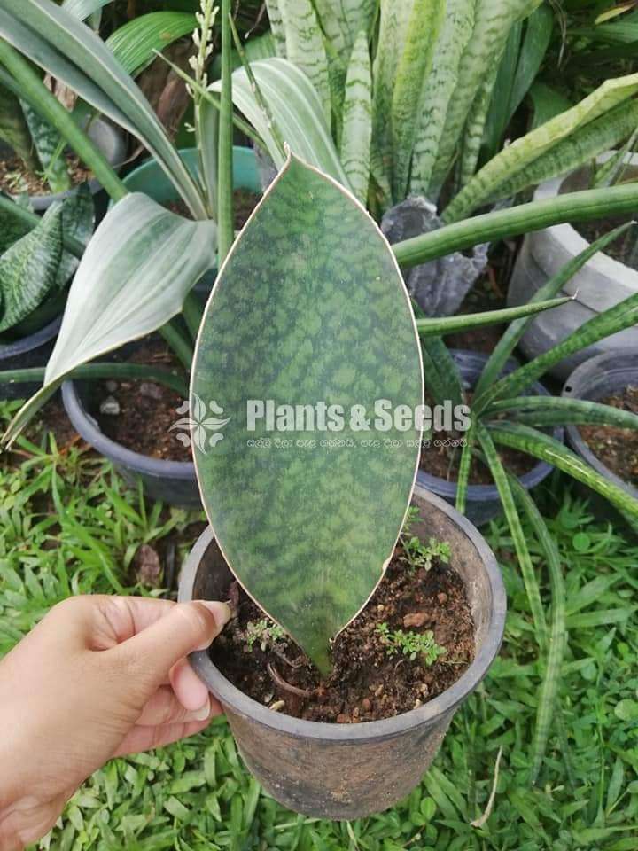 Sansevieria types for sale