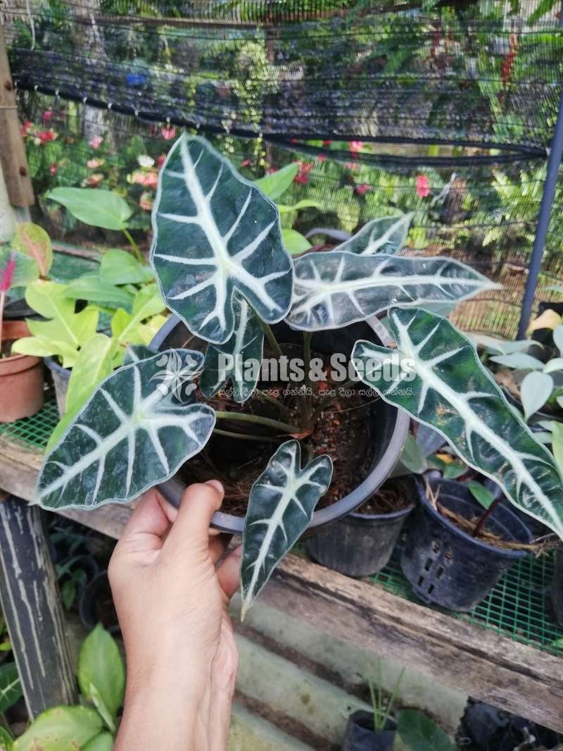Alocasia (Elephant's Ear) Varities 