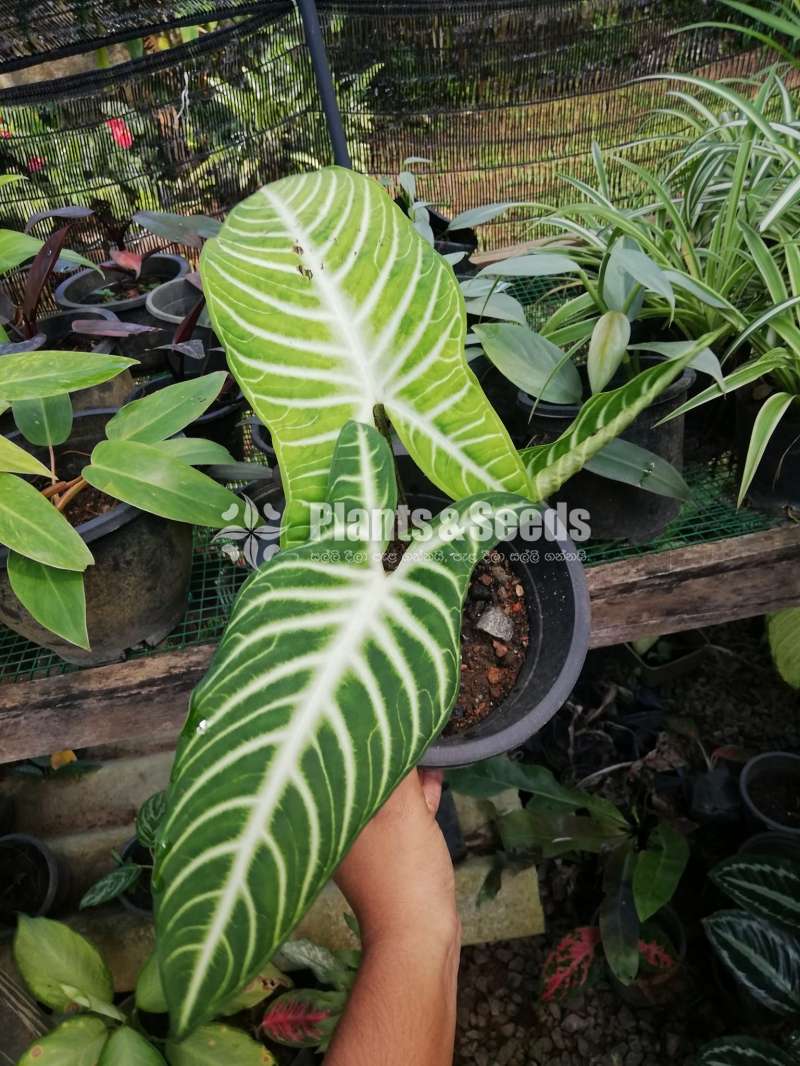 Alocasia (Elephant's Ear) Varities 