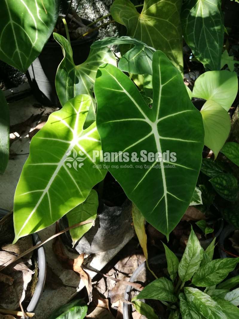 Alocasia (Elephant's Ear) Varities 