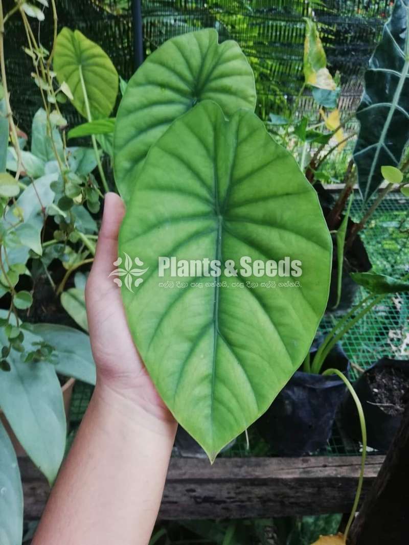 Alocasia (Elephant's Ear) Varities 