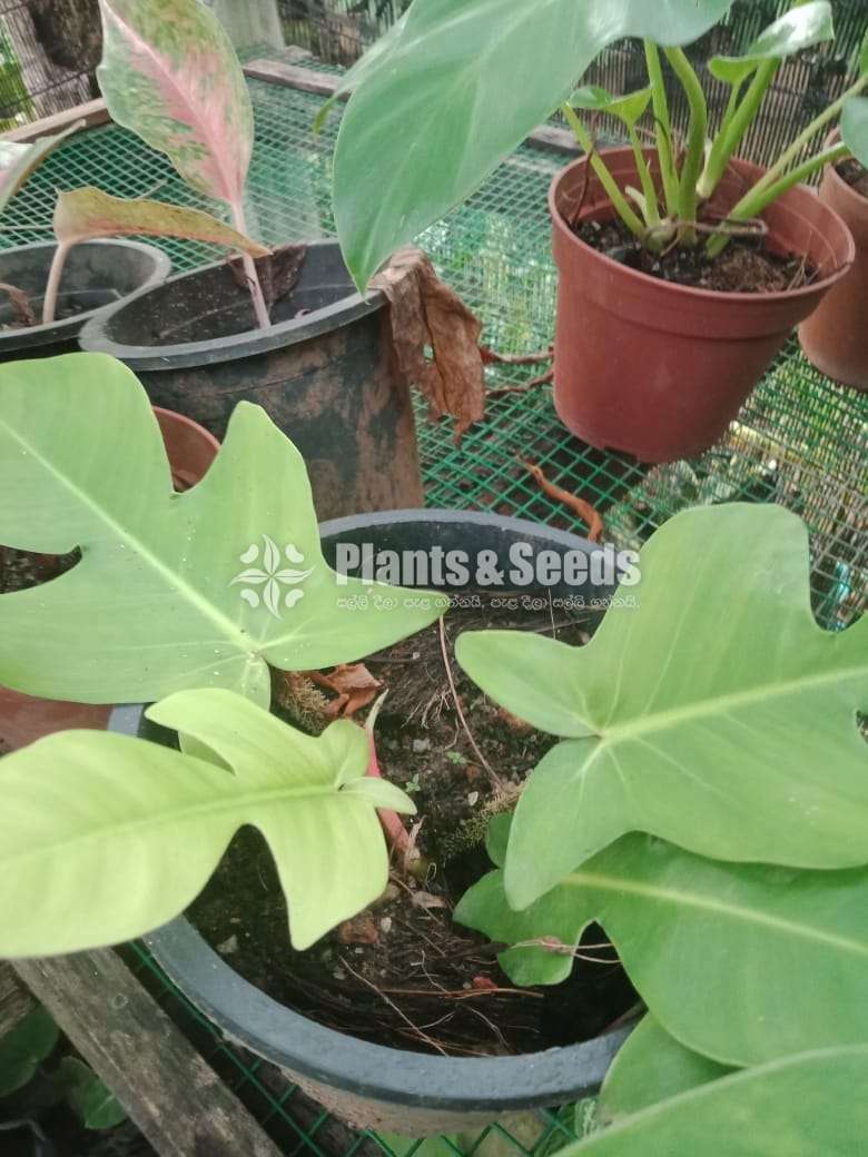 Philodendron collection