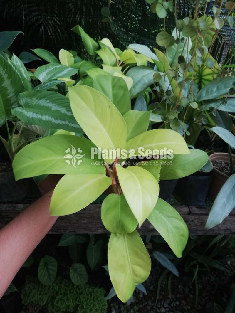 Philodendron collection