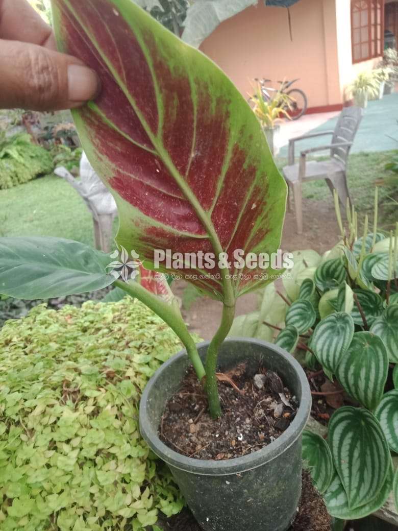 Philodendron collection