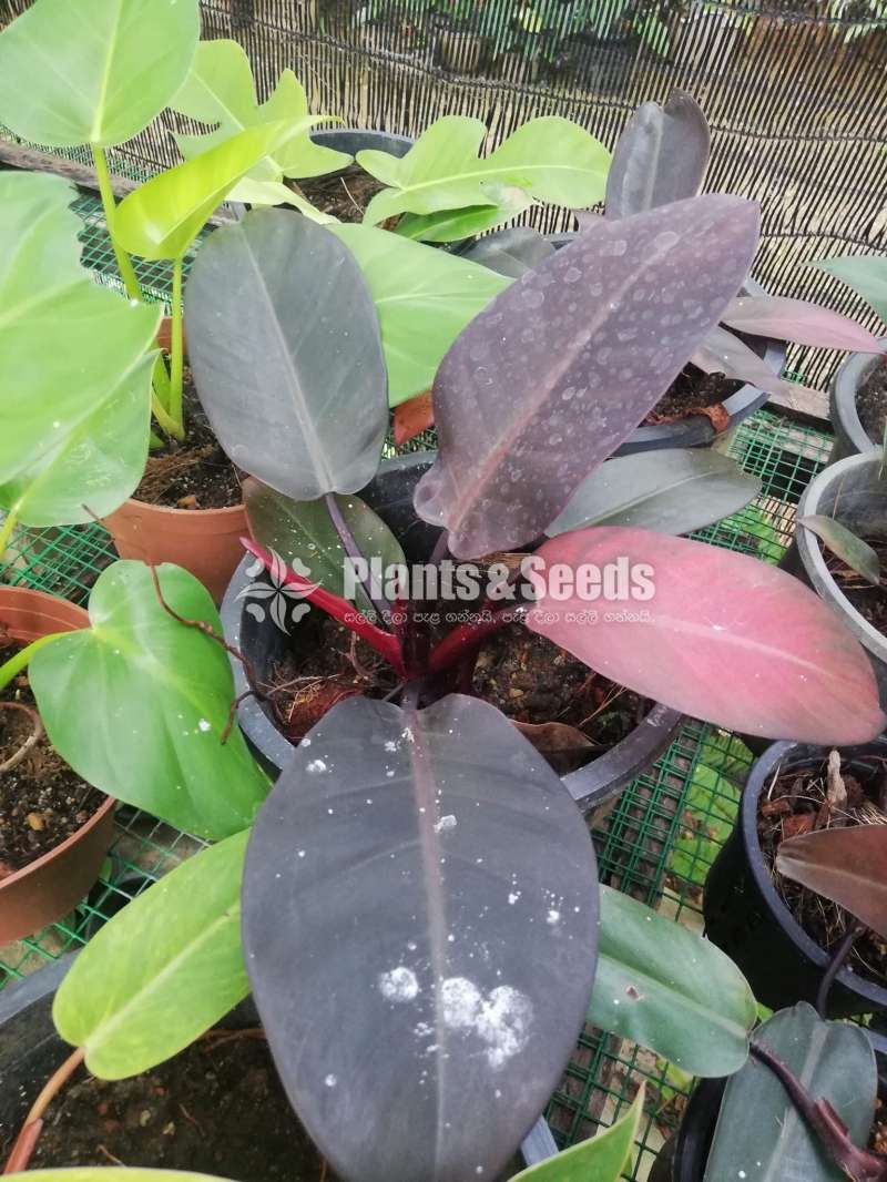 Philodendron collection