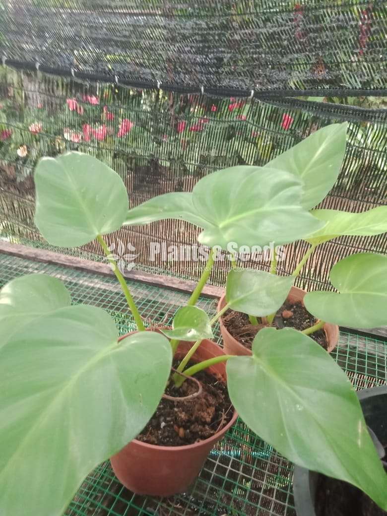 Philodendron collection