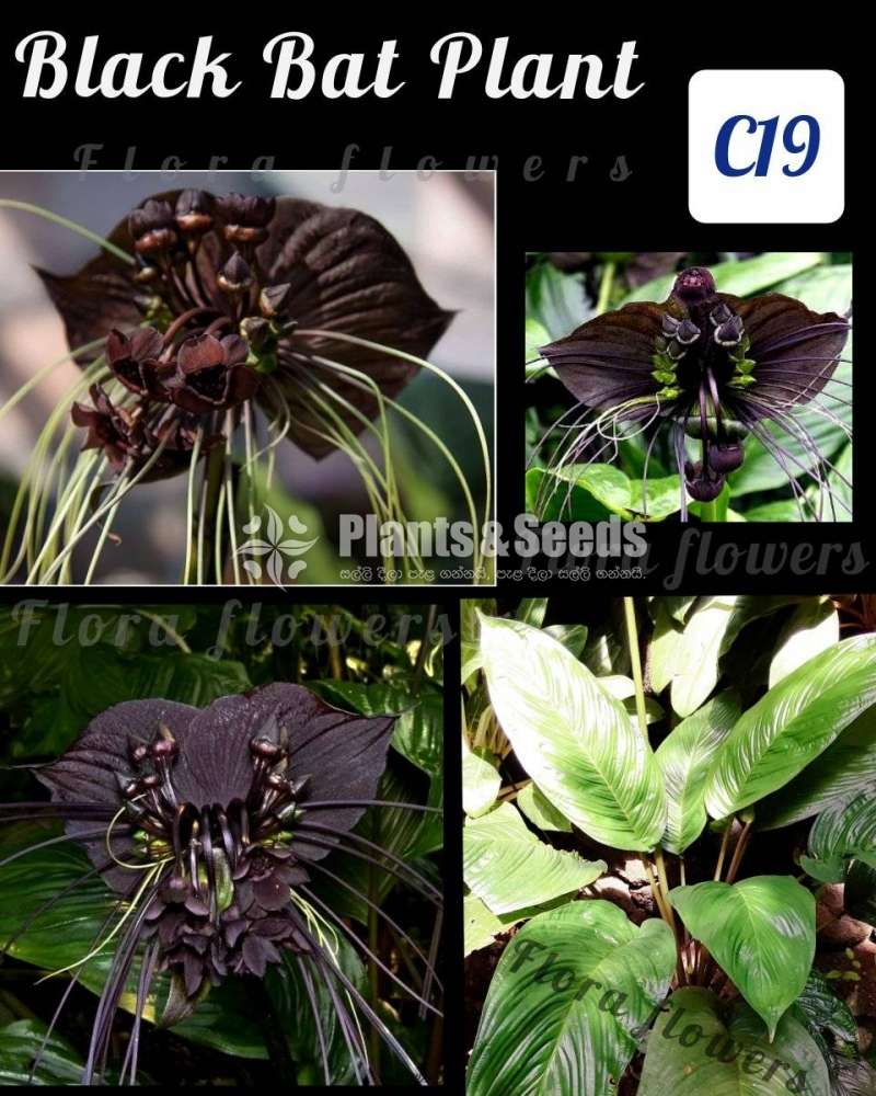 Black Bat Plants (යකා මල )