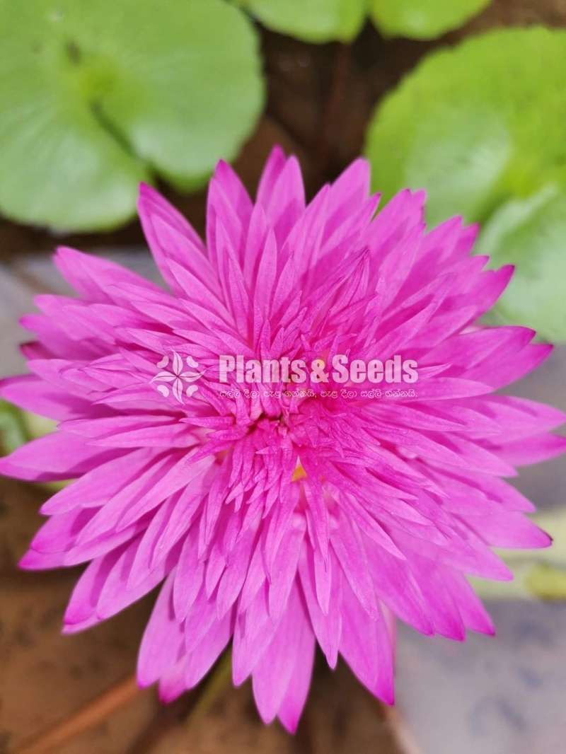 KOH panduru (Water Plants)