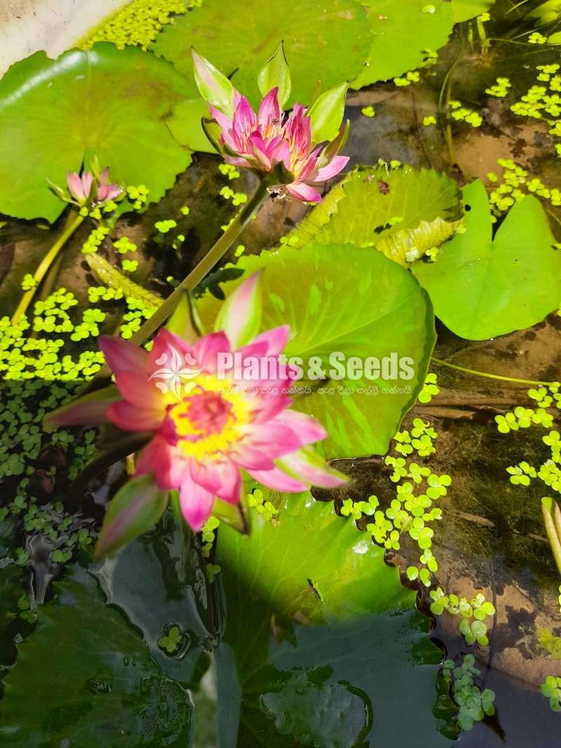 Yellow Kwang,Virgenia Kwang,Rose Kwang