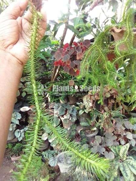 කුඩා හැඩයා