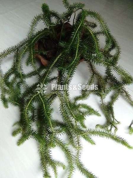 කුඩා හැඩයා
