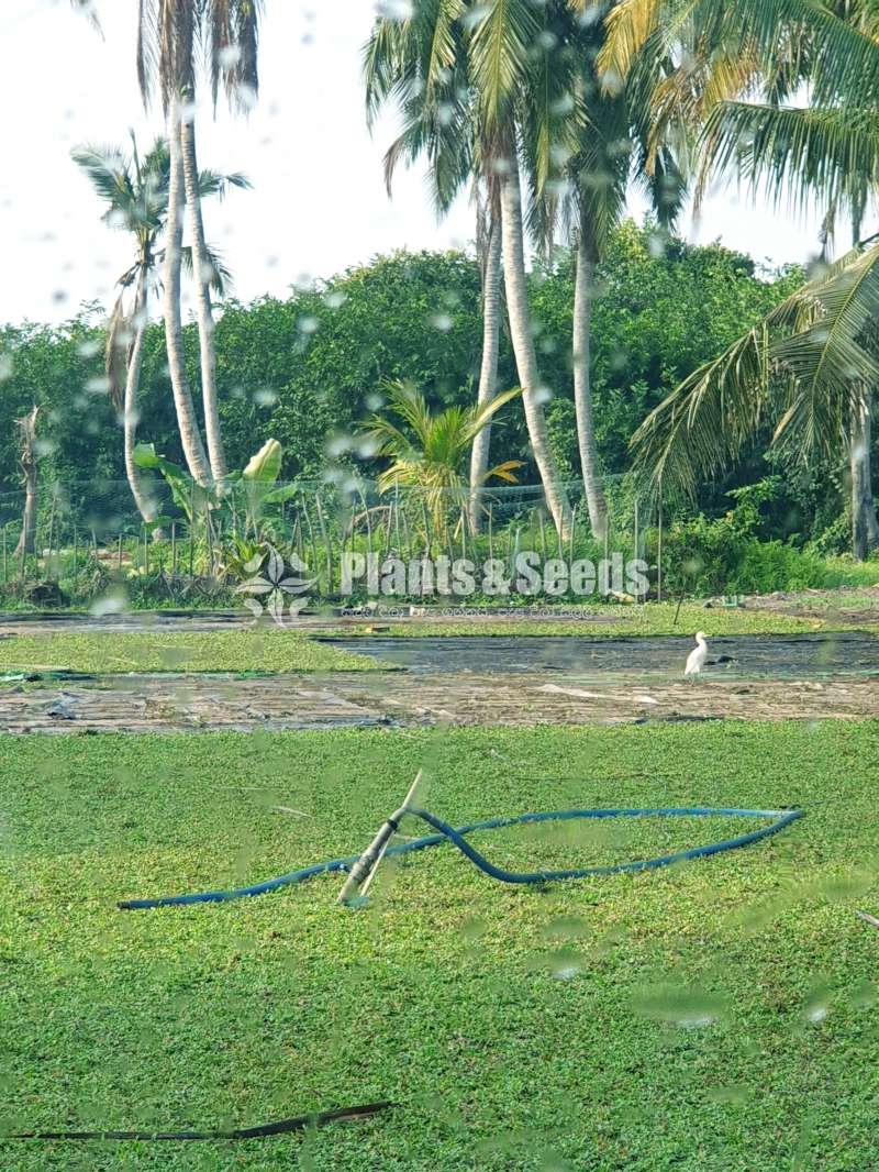 Best මැලේසියානු grass garden service 