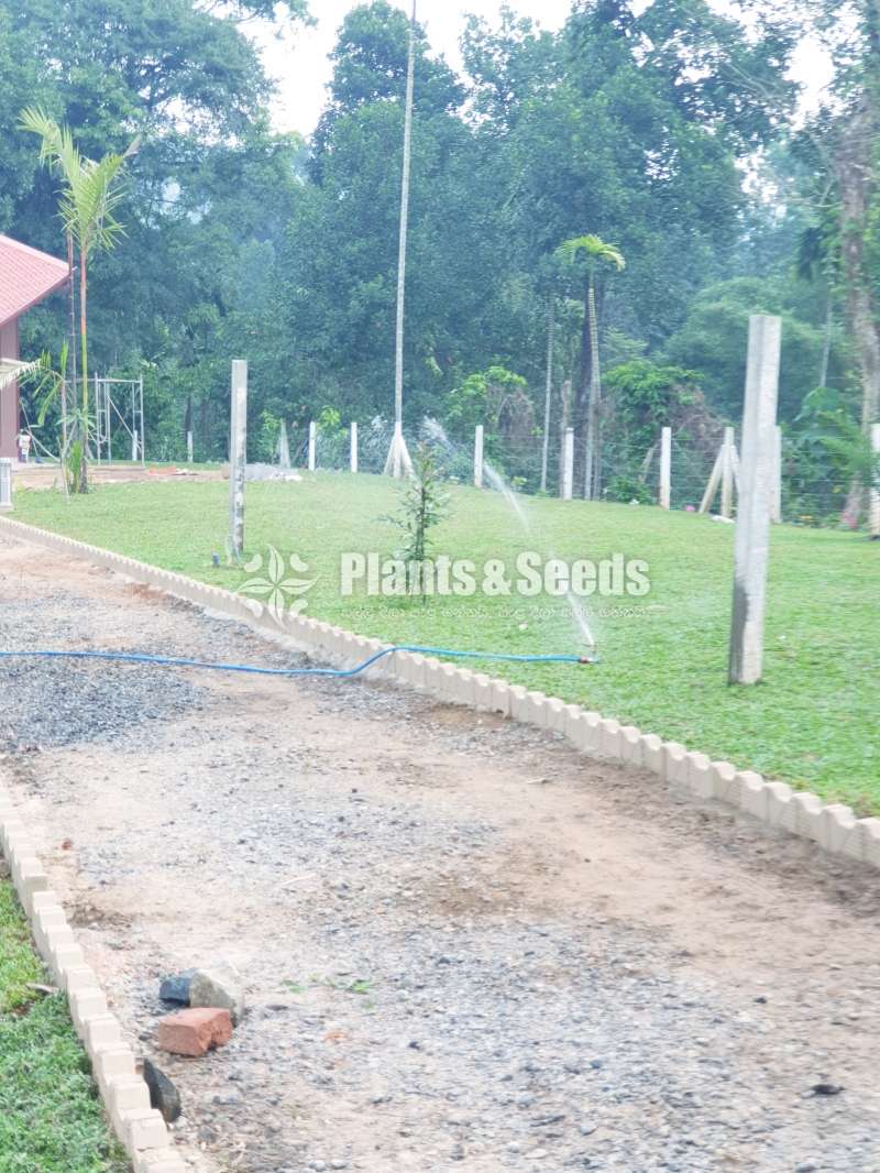 Best මැලේසියානු grass garden service 