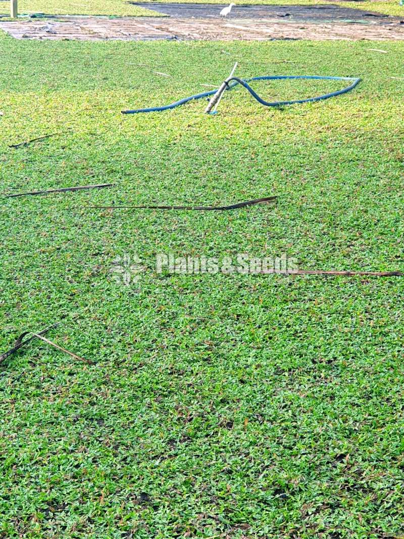 Best මැලේසියානු grass garden service 