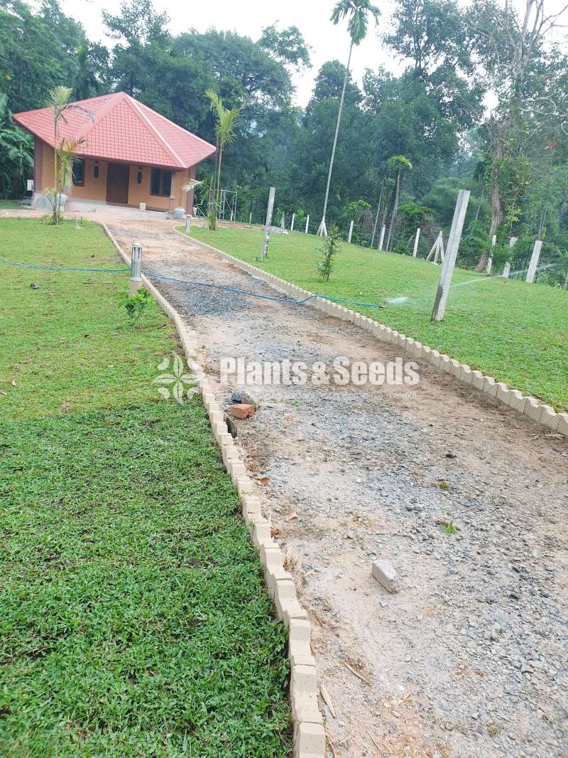 Best මැලේසියානු grass garden service 