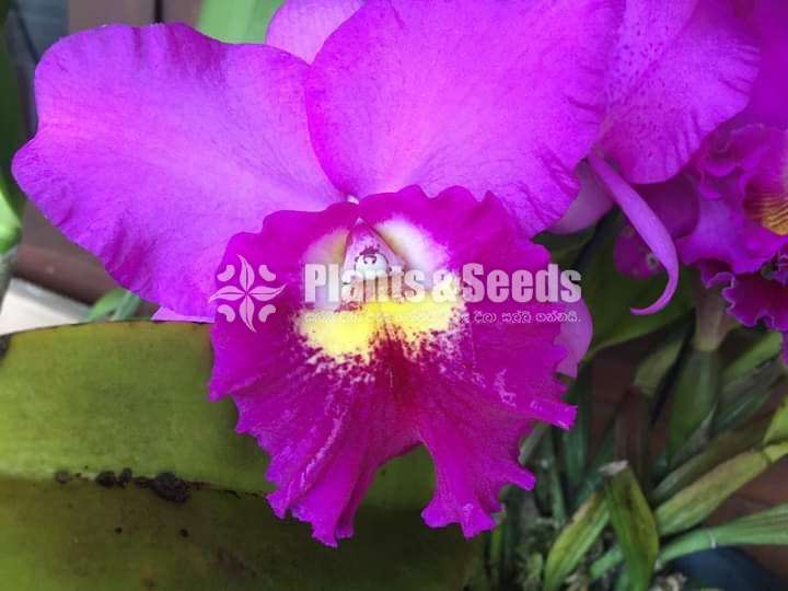 Cattleya orchid(කැට්ලියා ඔර්කිඩ් )