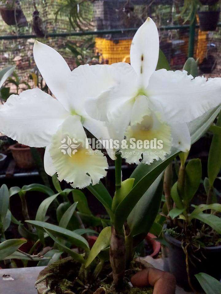Cattleya orchid(කැට්ලියා ඔර්කිඩ් )
