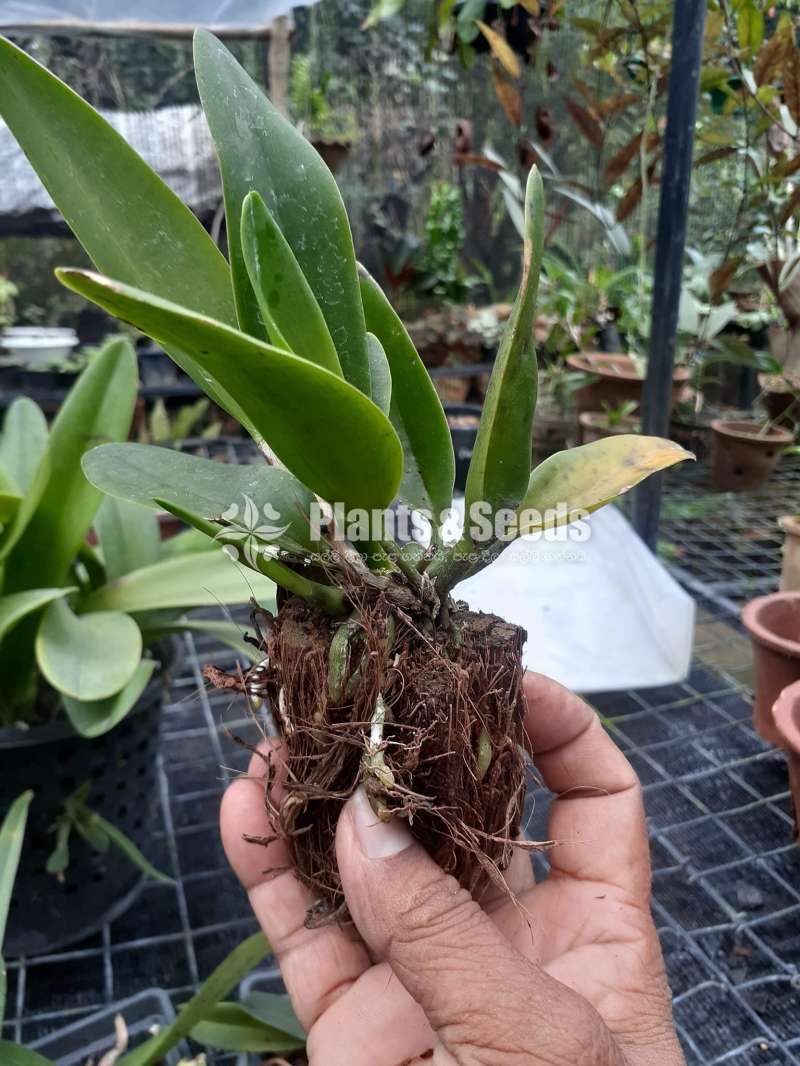 Cattleya orchid(කැට්ලියා ඔර්කිඩ් )