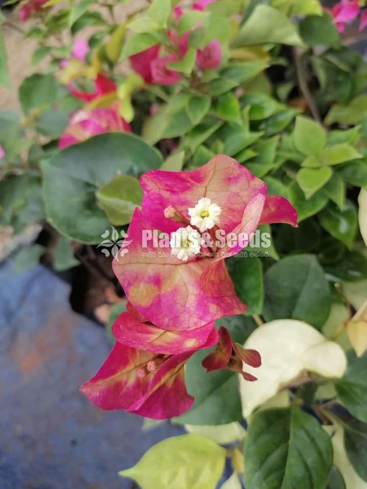 බෝගන්විලා (Boganville)