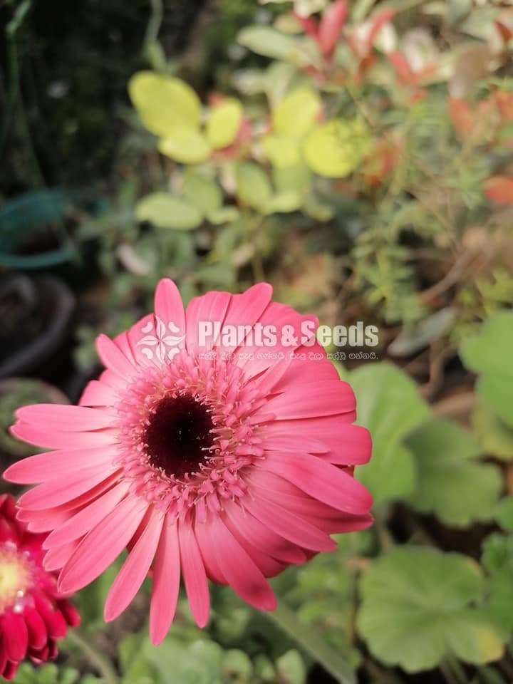 ජර්බරා (Jerbera)